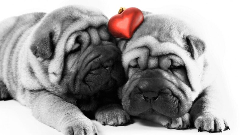 Two Shar Pei Puppies — Black, Peaceful