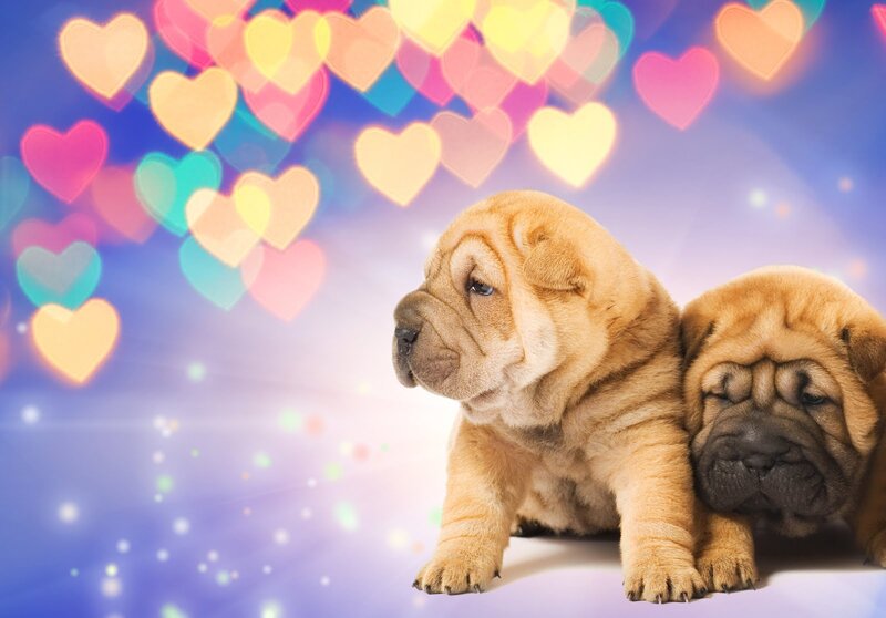 Two Shar Pei Puppies — Blue, Dreamy