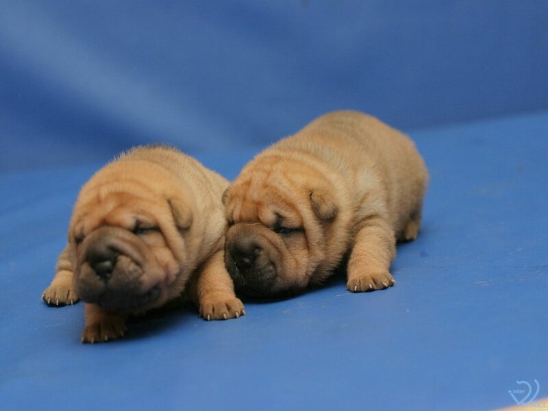 Two Shar-pei Puppies — Blue