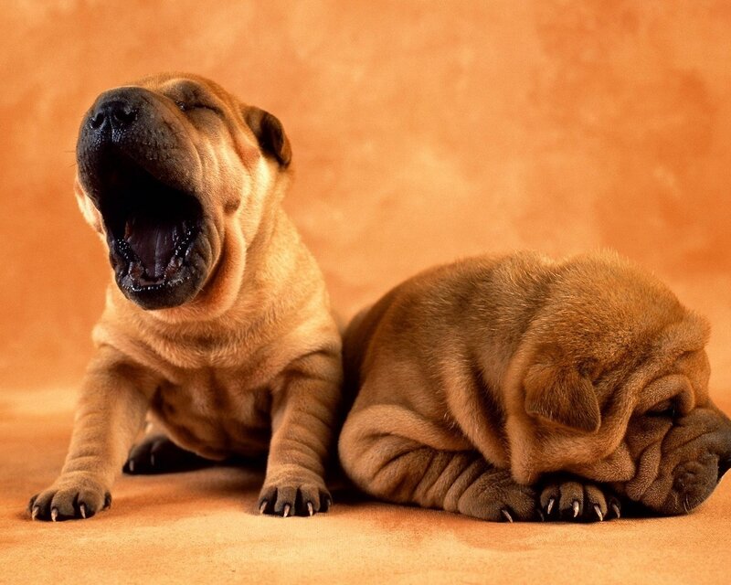 Two Shar Pei Puppies — Brown, Calm, Photograph, Floor