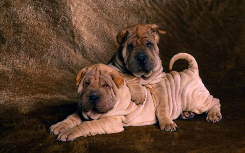 Two Shar Pei Puppies — Brown, Calm, Photograph, Furry Surface