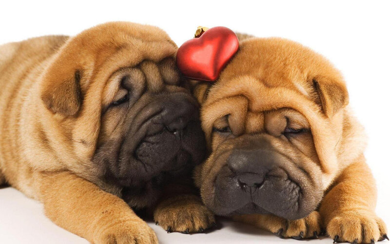 Two Shar Pei Puppies — Brown, Calm, Photograph, Red Heart