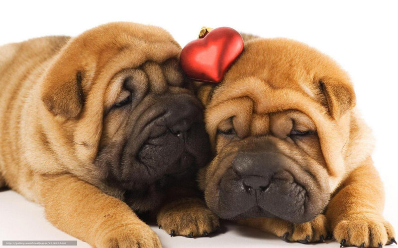 Two Shar Pei Puppies — Brown, Calm, Photograph, Red Heart, White Background