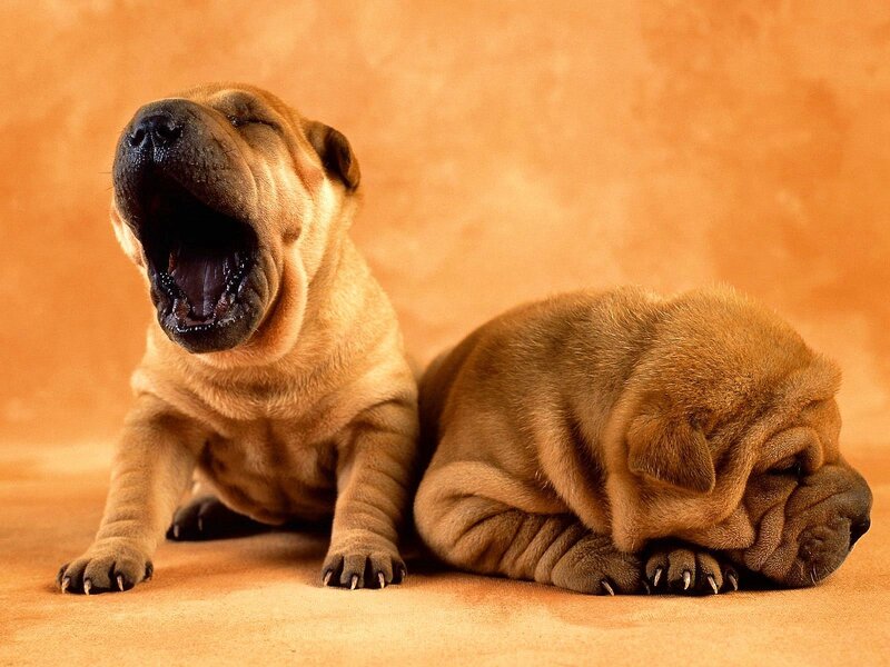 Two Shar Pei Puppies — Brown, Calm, Photograph, Yawning, Sleeping