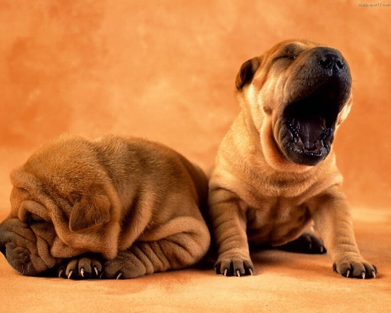 Two Shar-pei Puppies — Brown, Calm