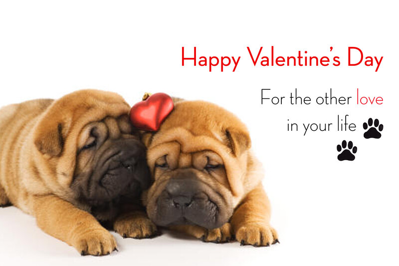 Two Shar Pei Puppies — Brown, Cute