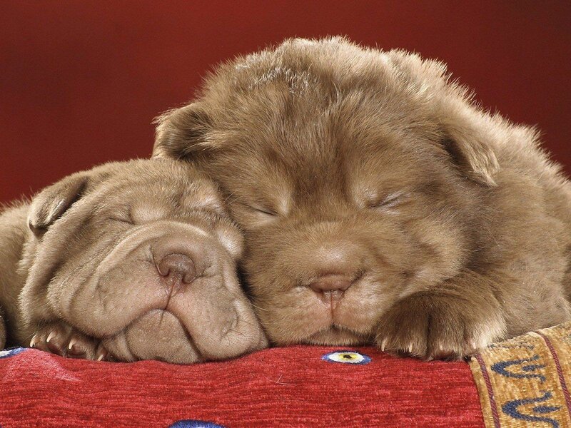 Two Shar-pei Puppies — Brown, Peaceful