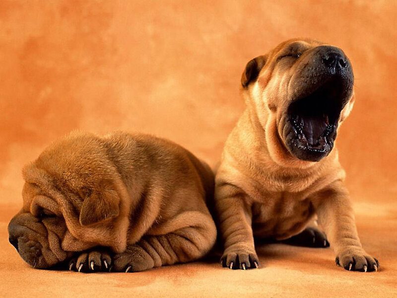 Two Shar Pei Puppies — Brown