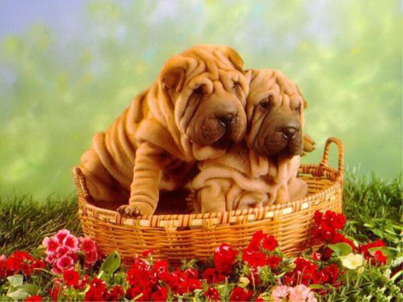 Two Shar Pei Puppies — Green