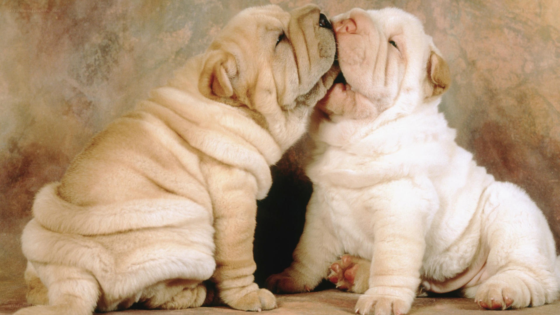 Two Shar-Pei puppies playing