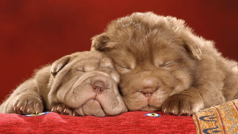 Two Shar Pei Puppies — Red, Peaceful, Photograph