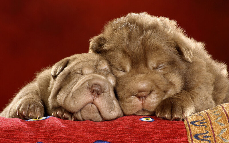 Two Shar-pei Puppies — Red, Peaceful