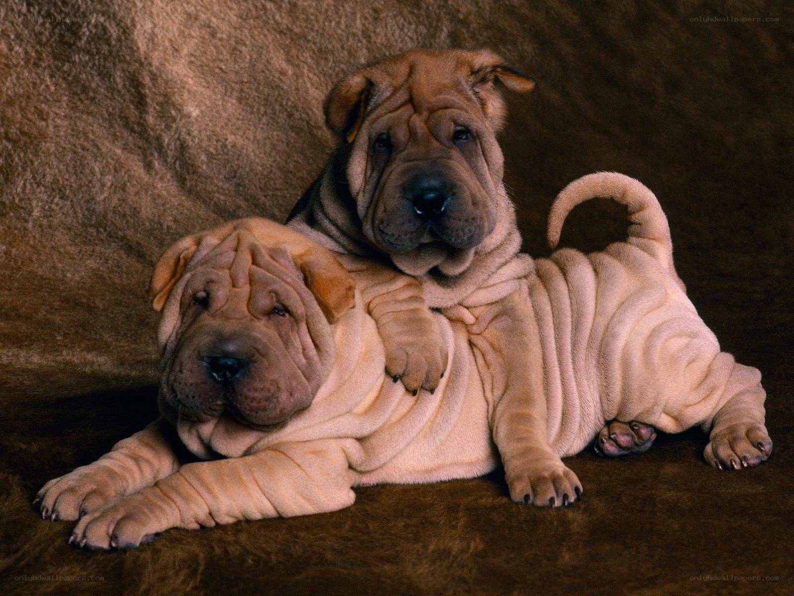 Two Shar-Pei puppies resting