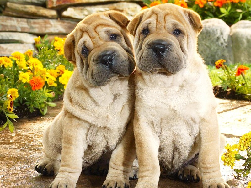 Two Shar Pei puppies sitting together