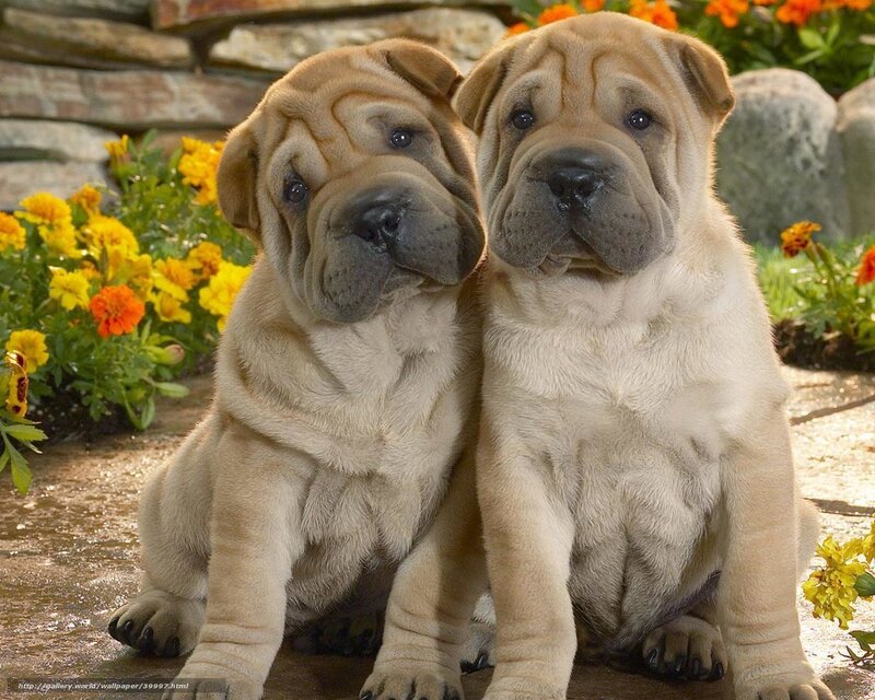 Two Shar-Pei puppies sitting together