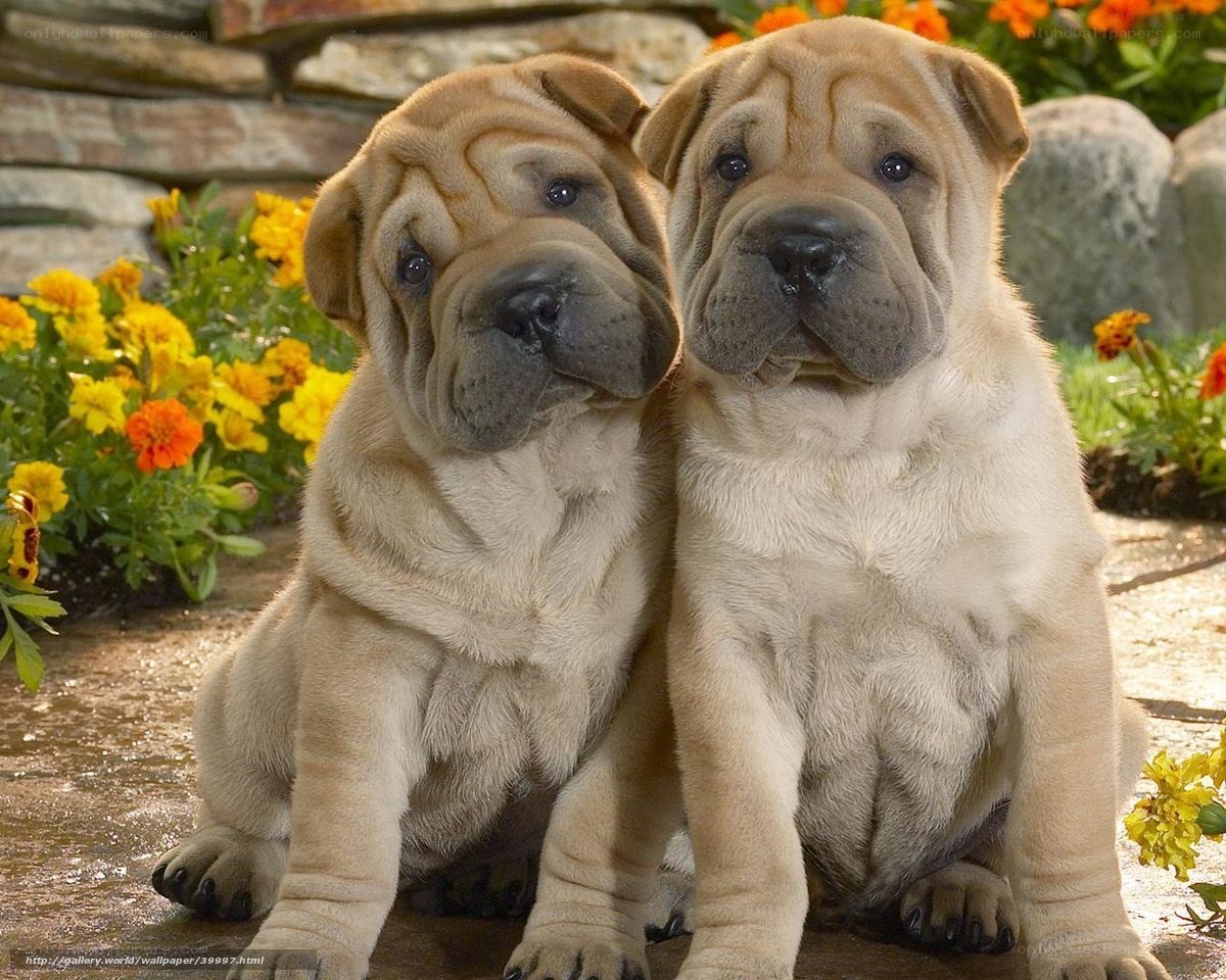 Two Shar-Pei puppies sitting together