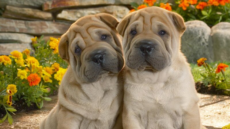 Two Shar Pei Puppies — Tan, Calm, Afternoon, Photograph, Flowers, Stone Wall