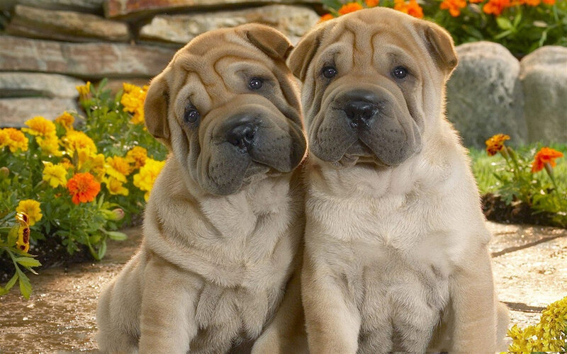 Two Shar Pei Puppies — Tan, Calm, Afternoon