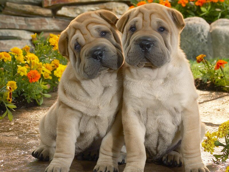 Two Shar Pei Puppies — Tan