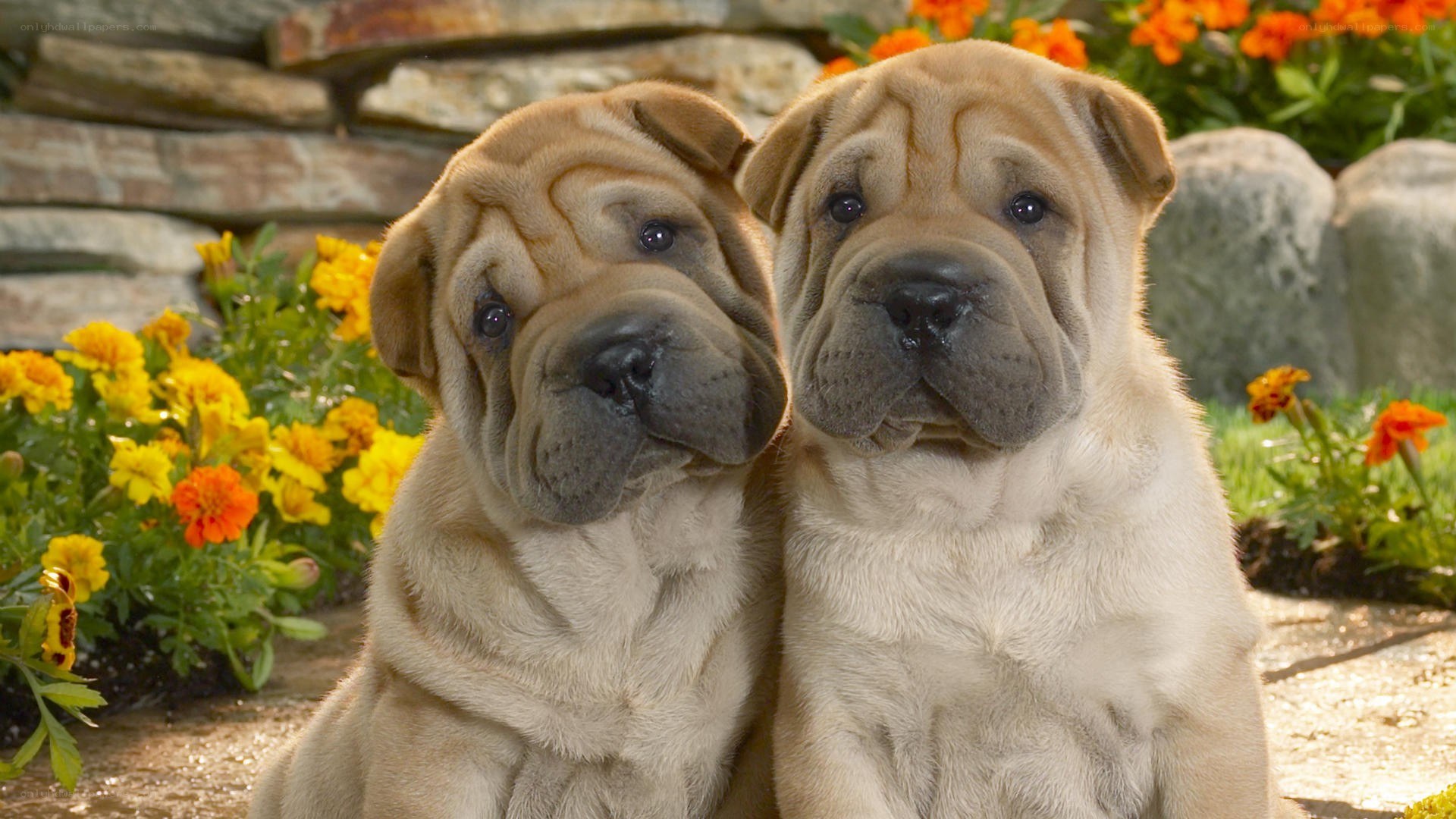 Two Shar-Pei puppies together