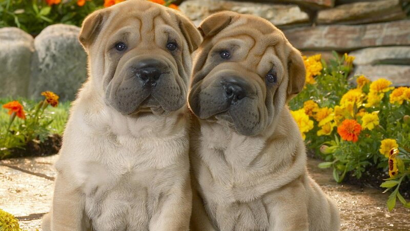 two shar pei puppies together