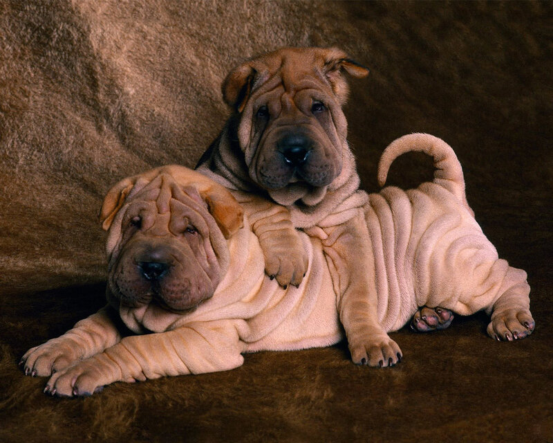 Two Shar-Pei puppies together