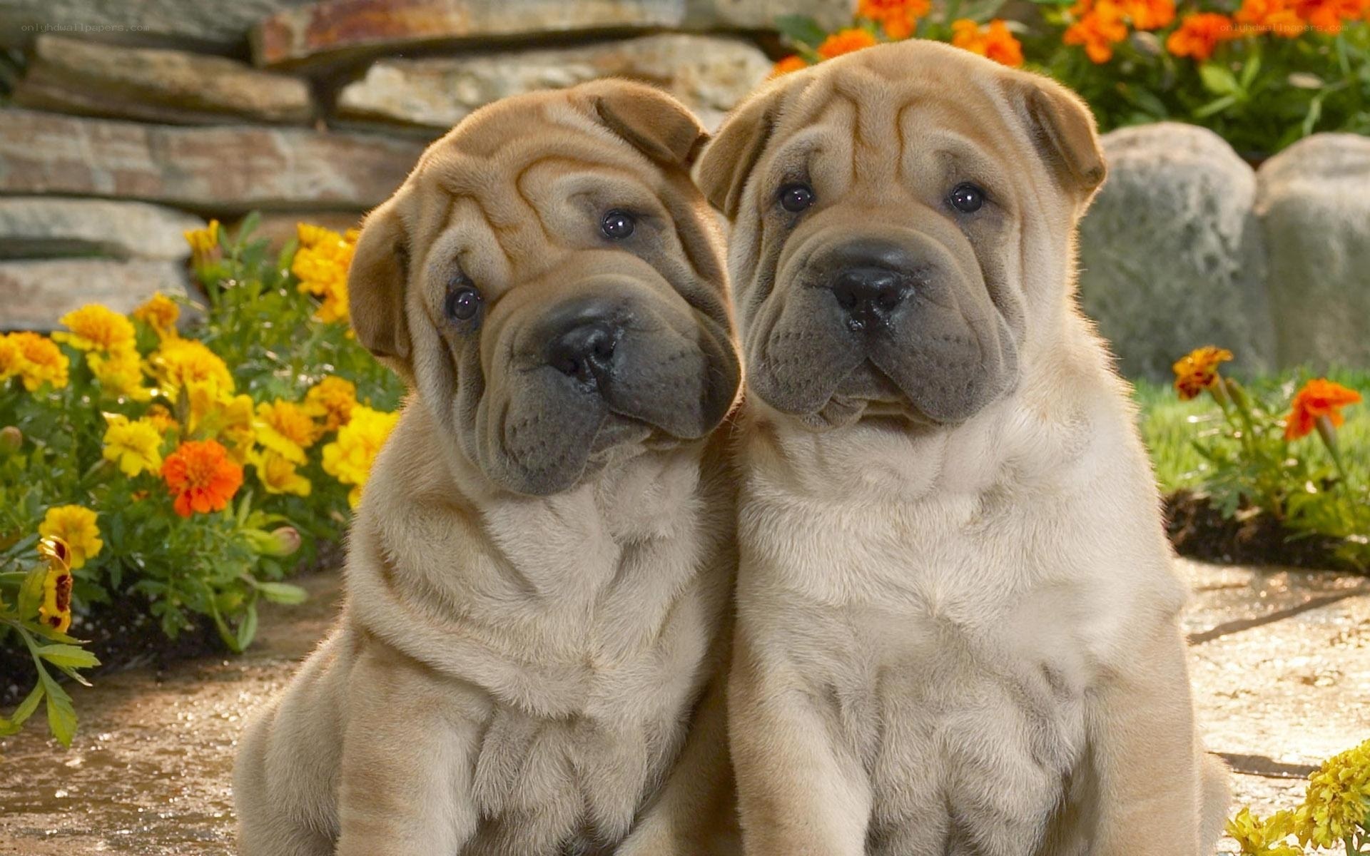 Two Shar-Pei puppies together