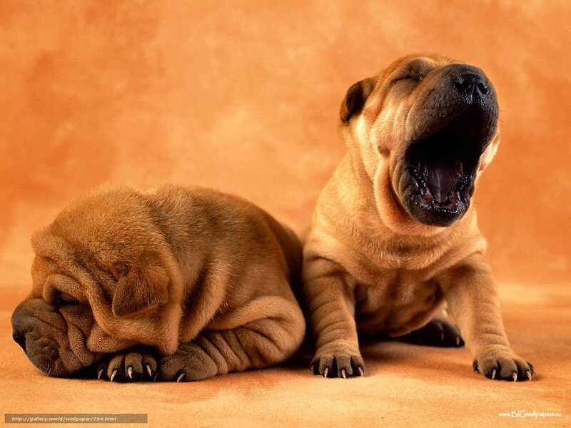 Two Shar-Pei puppies yawning