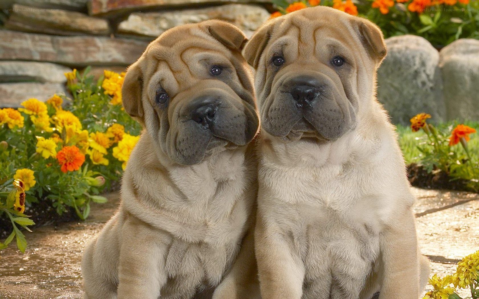 two shar pei puppies