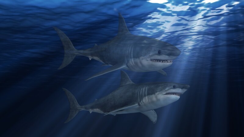 Two Sharks Swimming — Blue, Dramatic