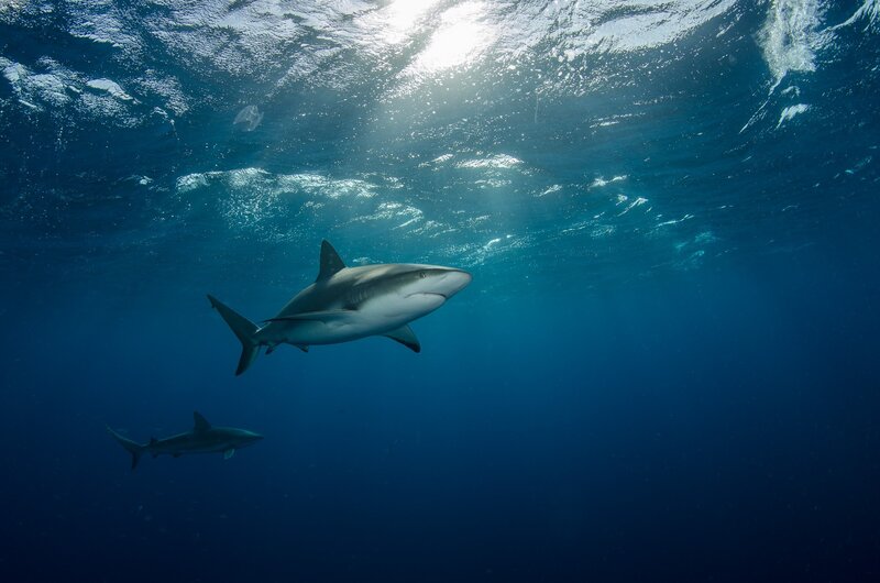 Two Sharks Swimming — Blue, Serene, Afternoon, Photograph, Ocean Water