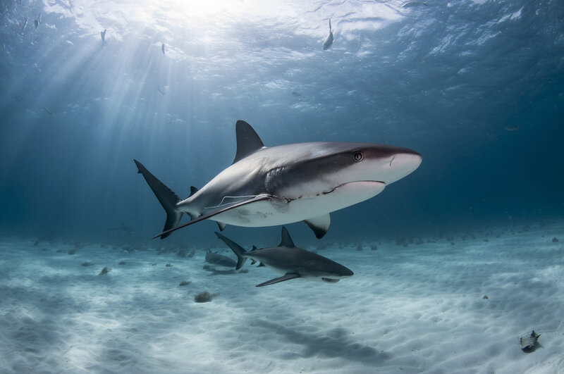 Two Sharks Swimming — Blue, Serene, Afternoon, Photograph, Sand, Sunlight