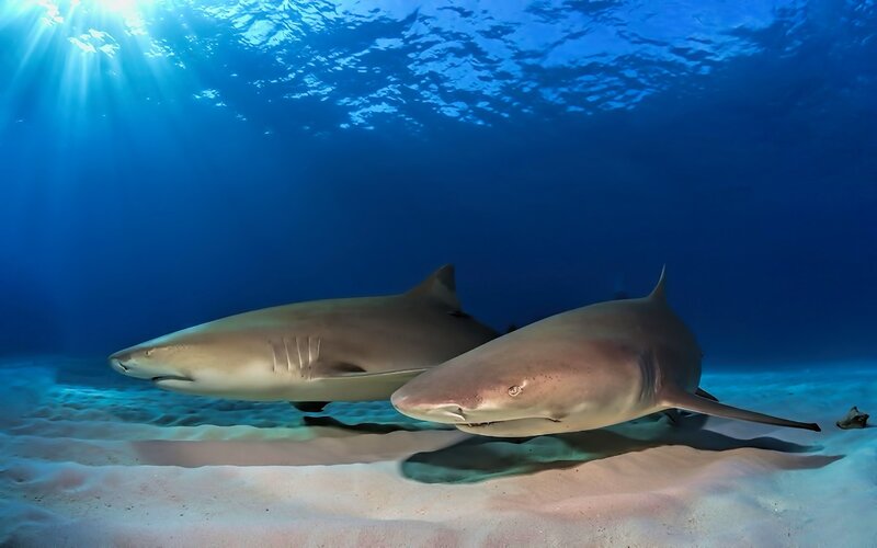 Two Sharks Swimming — Blue, Serene, Afternoon, Photograph, Sand