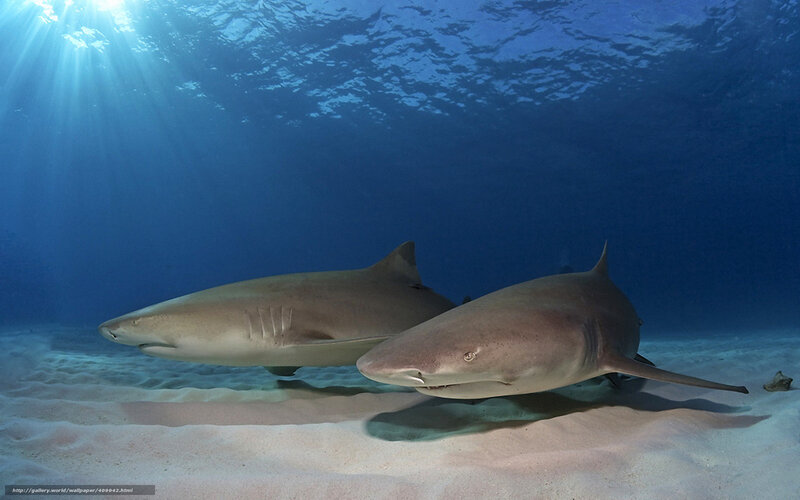 Two Sharks Swimming — Blue, Serene, Afternoon