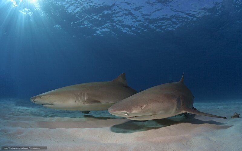 Two Sharks Swimming — Blue, Serene