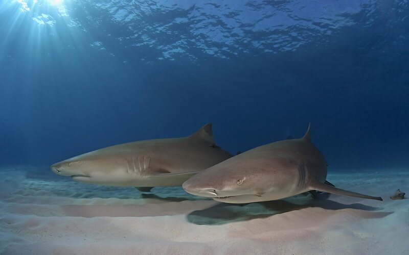 Two Sharks Swimming — Blue
