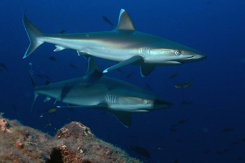 Two Sharks Swimming