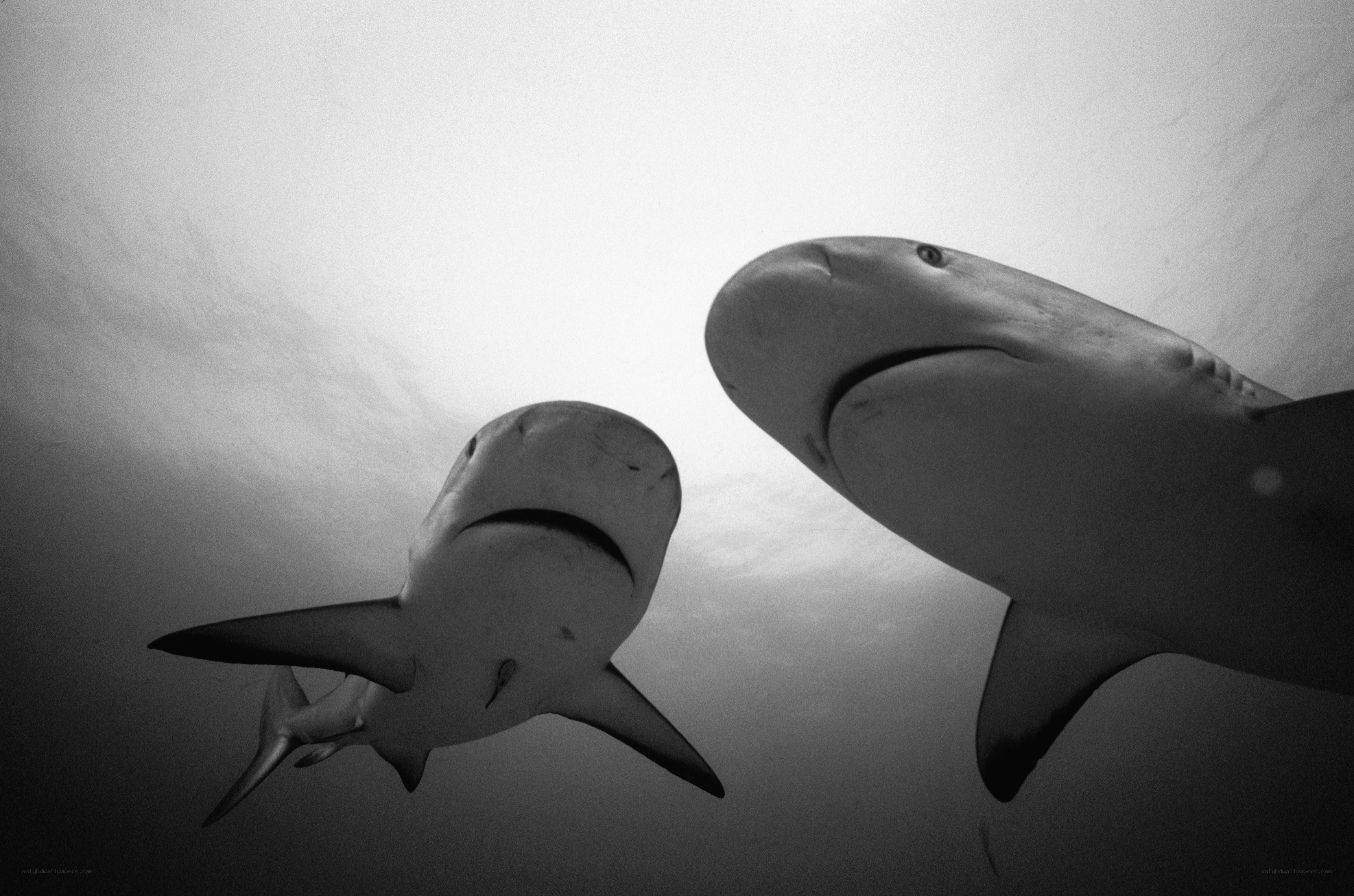 Two sharks swimming underwater