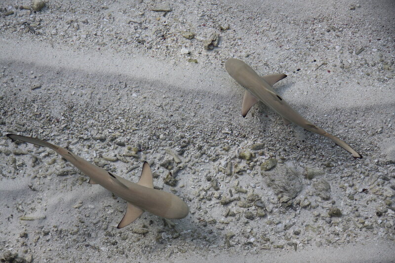 Two sharks swimming underwater