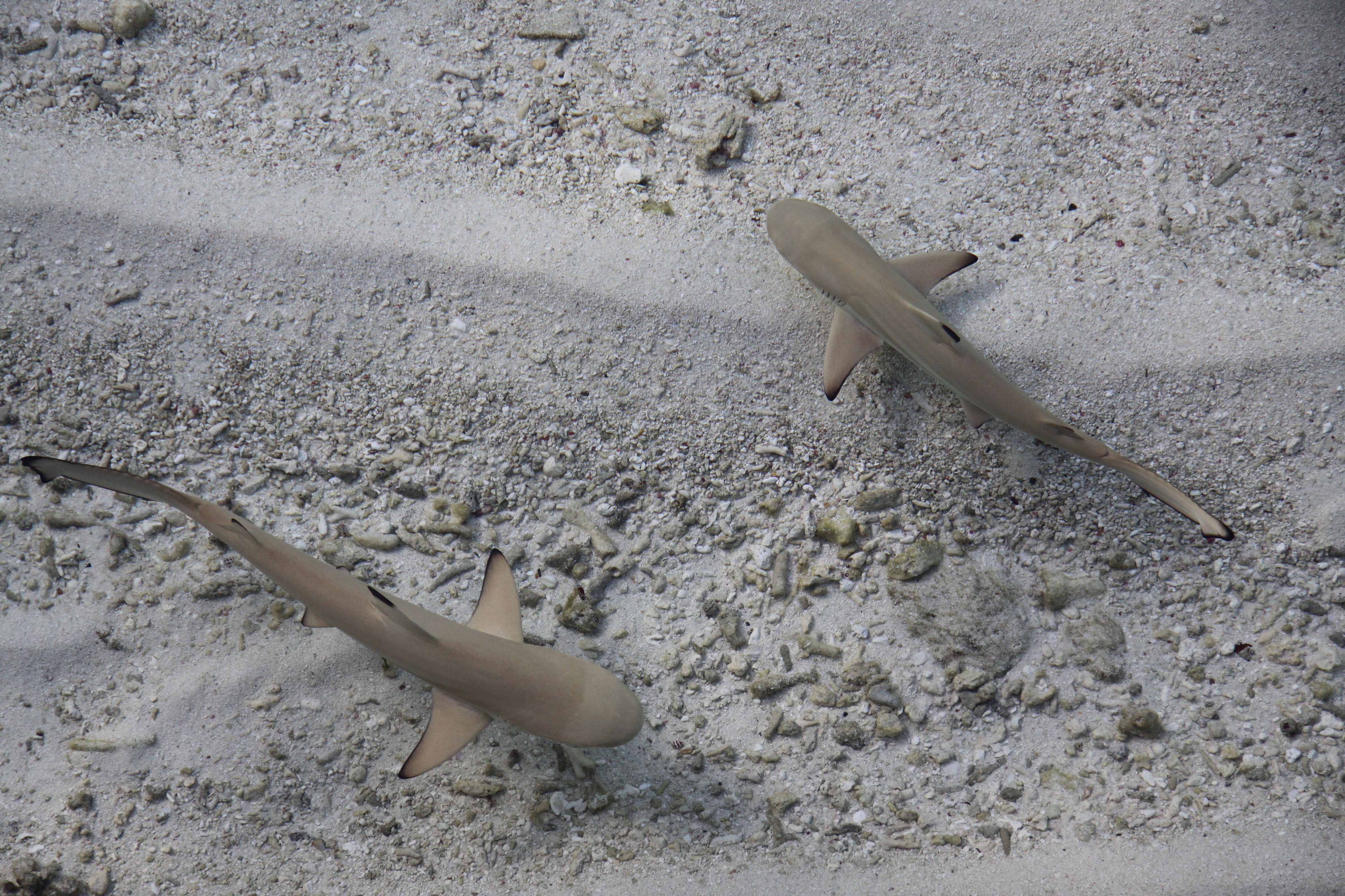 Two sharks swimming underwater