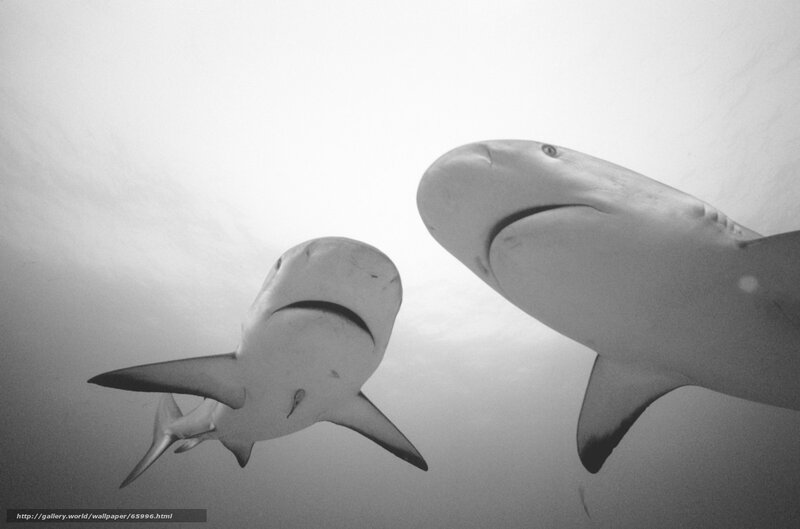 Two sharks swimming underwater