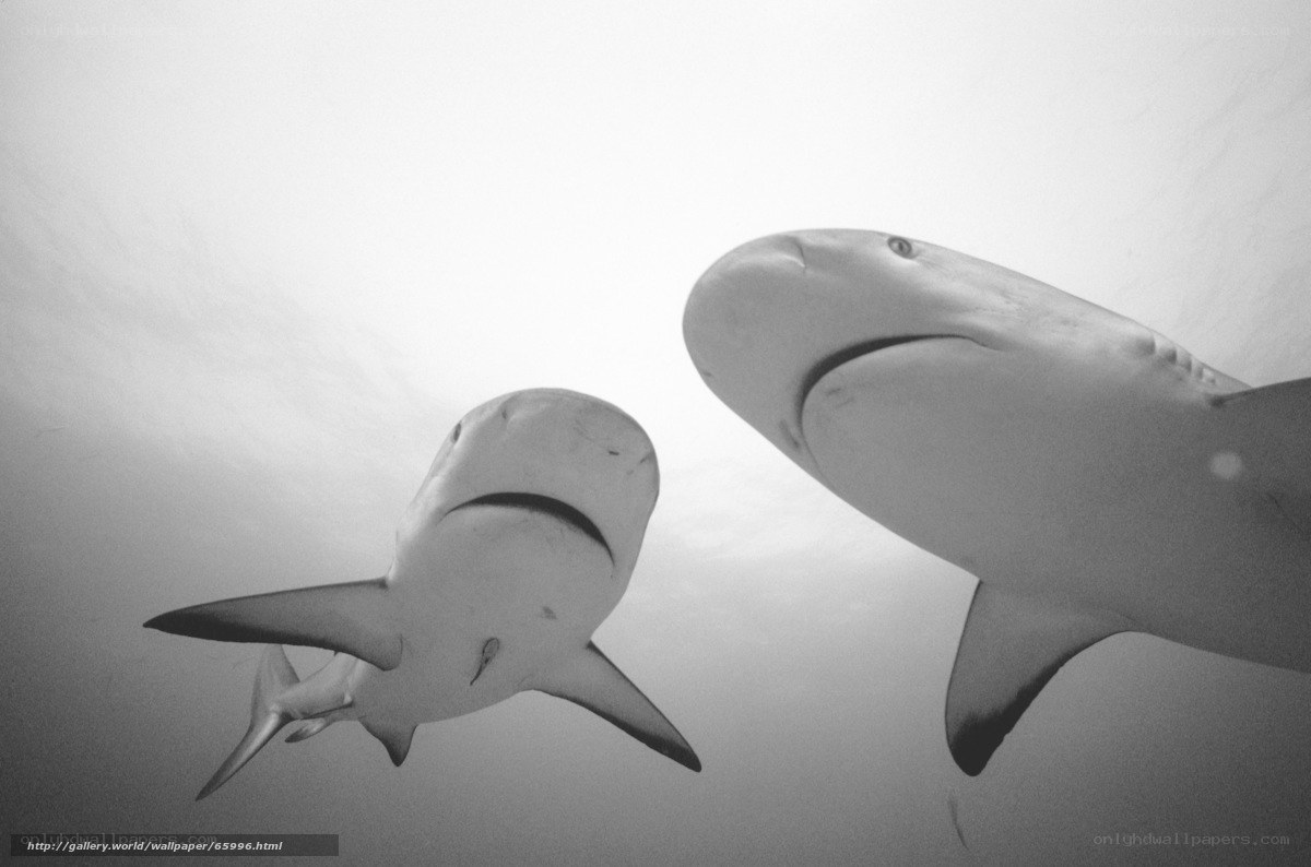 Two sharks swimming underwater