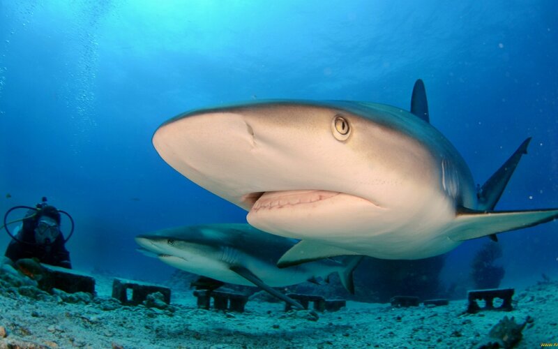 Two Sharks Underwater — Blue