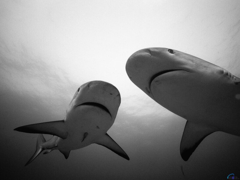 Two Sharks Underwater