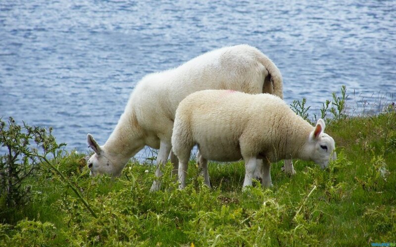 Two Sheep Grazing