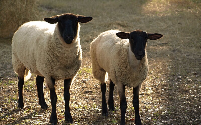 two sheep in a field