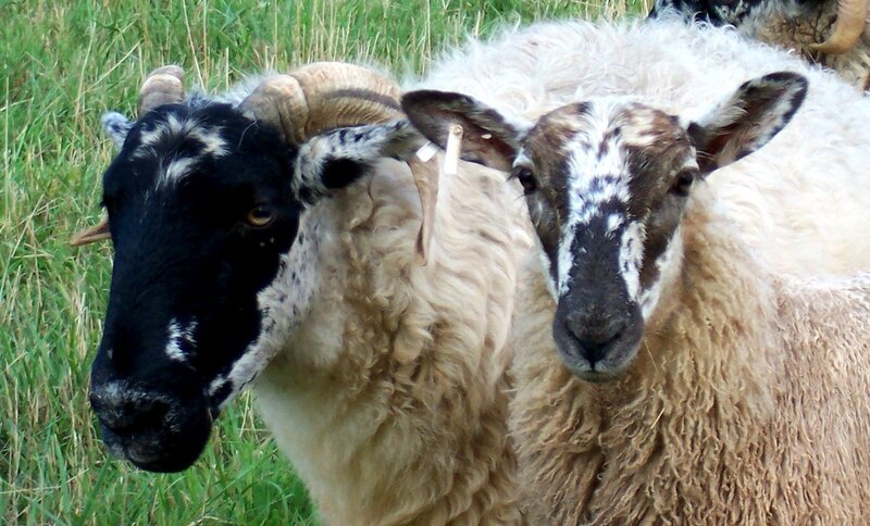 two sheep in a field