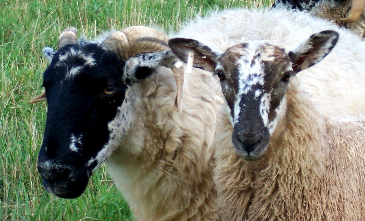 two sheep in a field