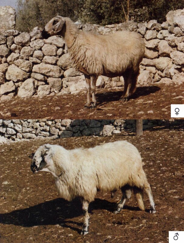 Two sheep in a pen