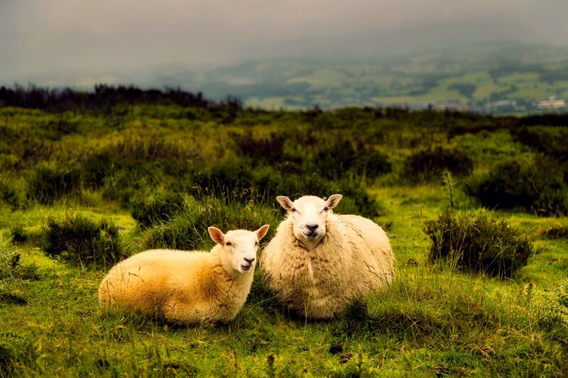 Two Sheep in Field — Green, Calm